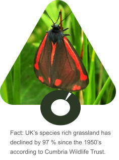 Fact: UK’s species rich grassland has declined by 97 % since the 1950’s according to Cumbria Wildlife Trust.